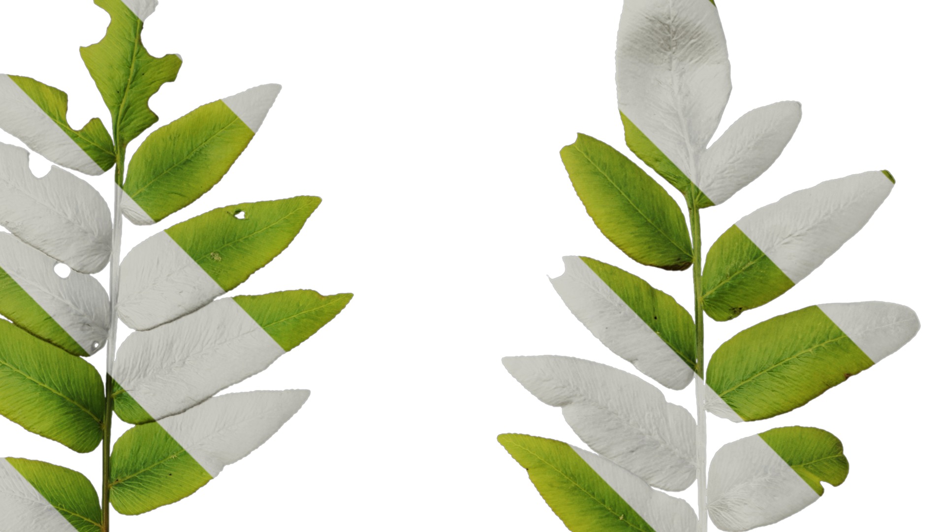 Anydrafts Osmunda japonica Atlas 03 Texture_2