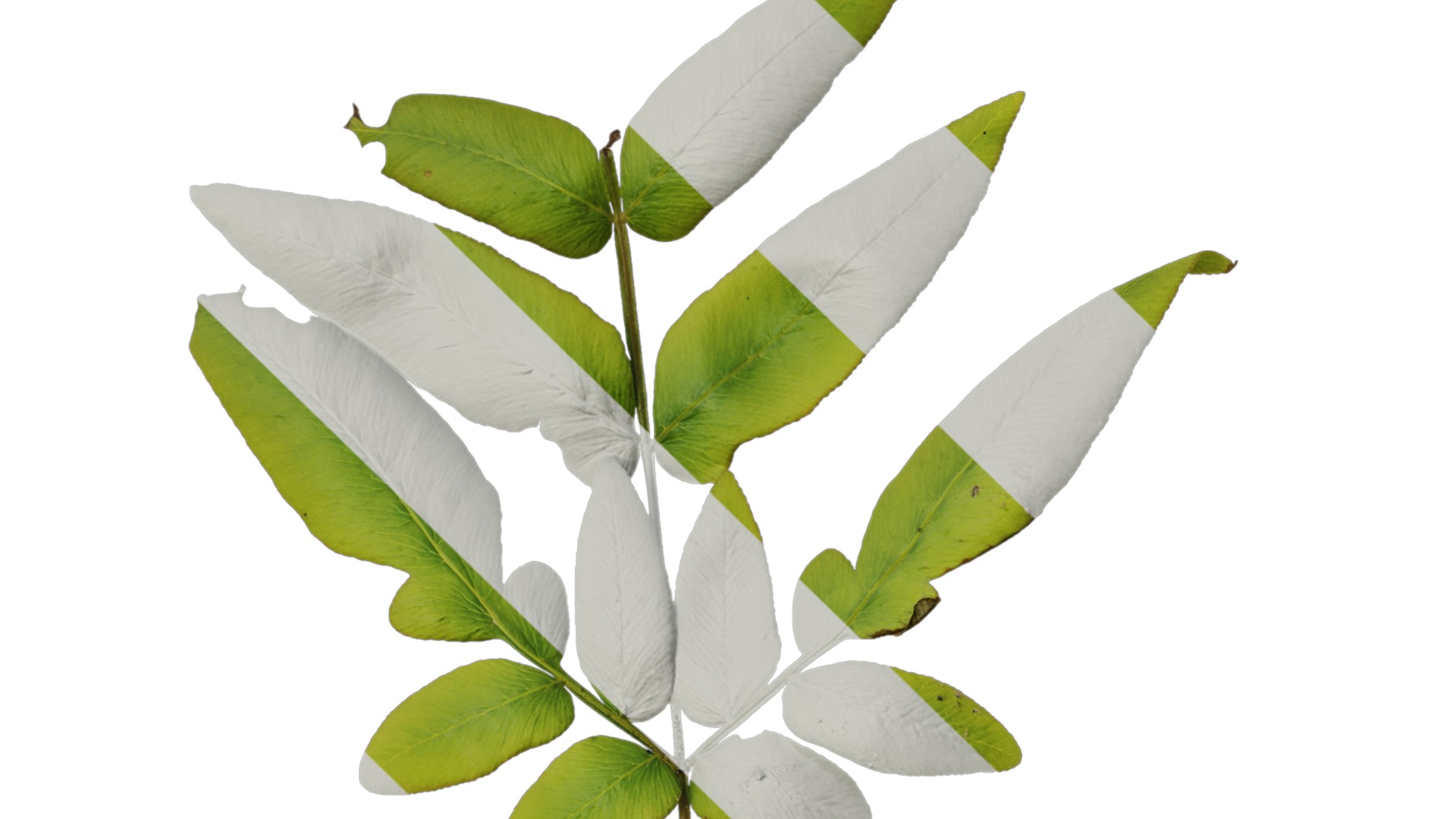 Anydrafts Osmunda japonica Atlas 03 Texture_1