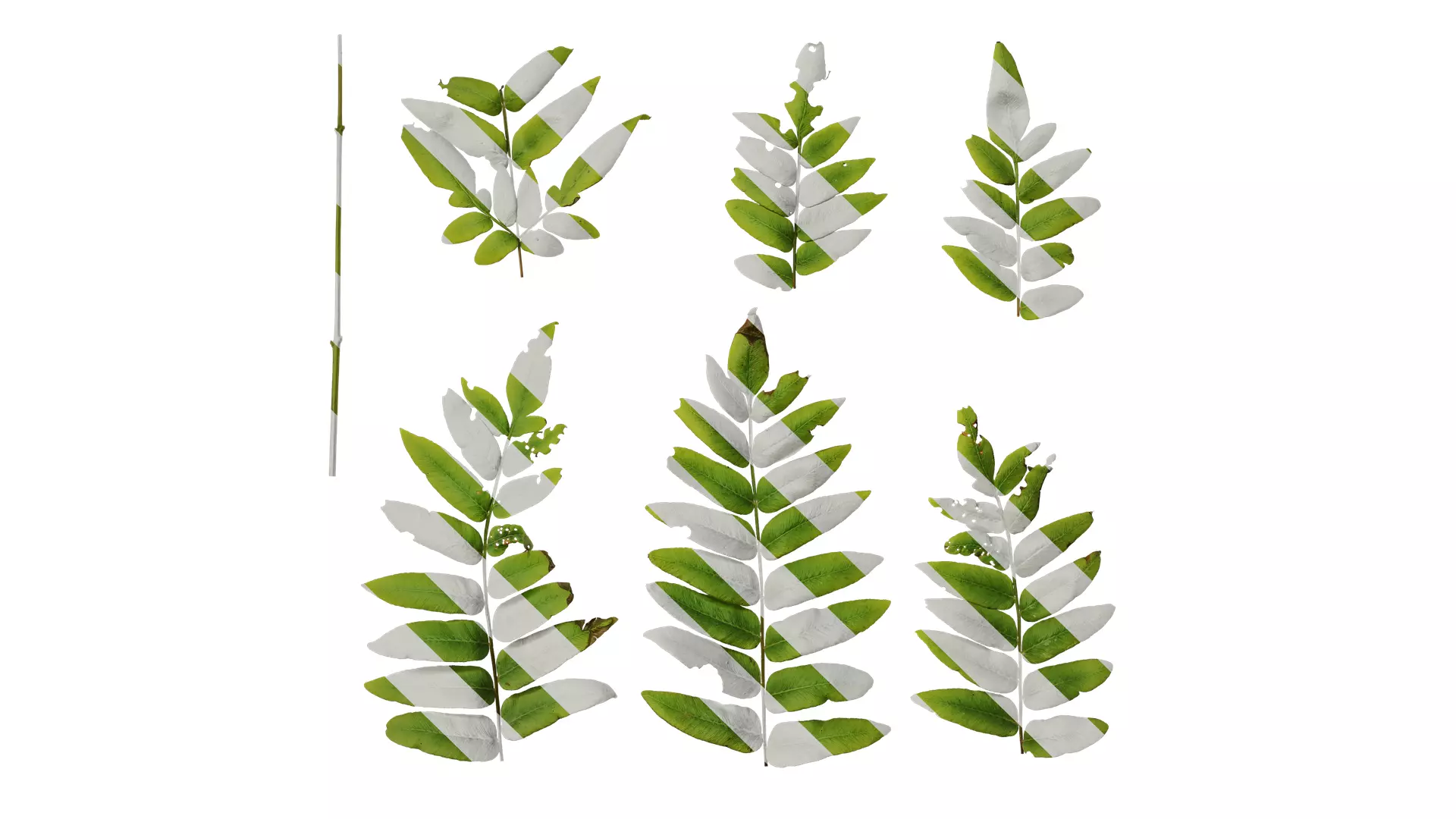 Anydrafts Osmunda japonica Atlas 03 Texture_0