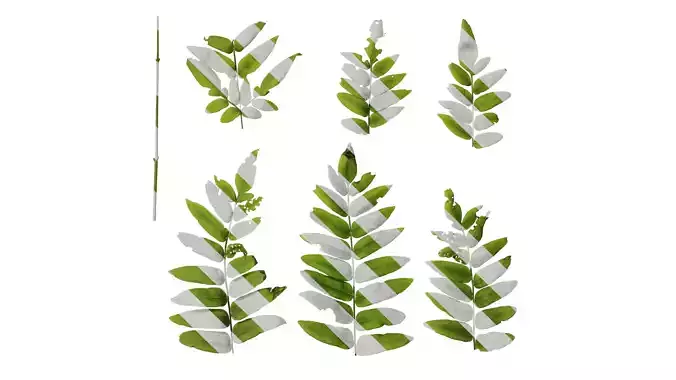 Anydrafts Osmunda japonica Atlas 03