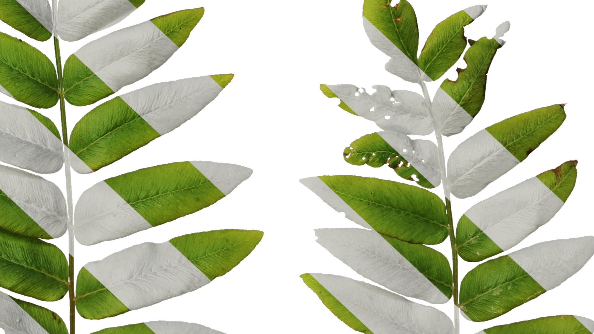 Anydrafts Osmunda japonica Atlas 03 Texture_6