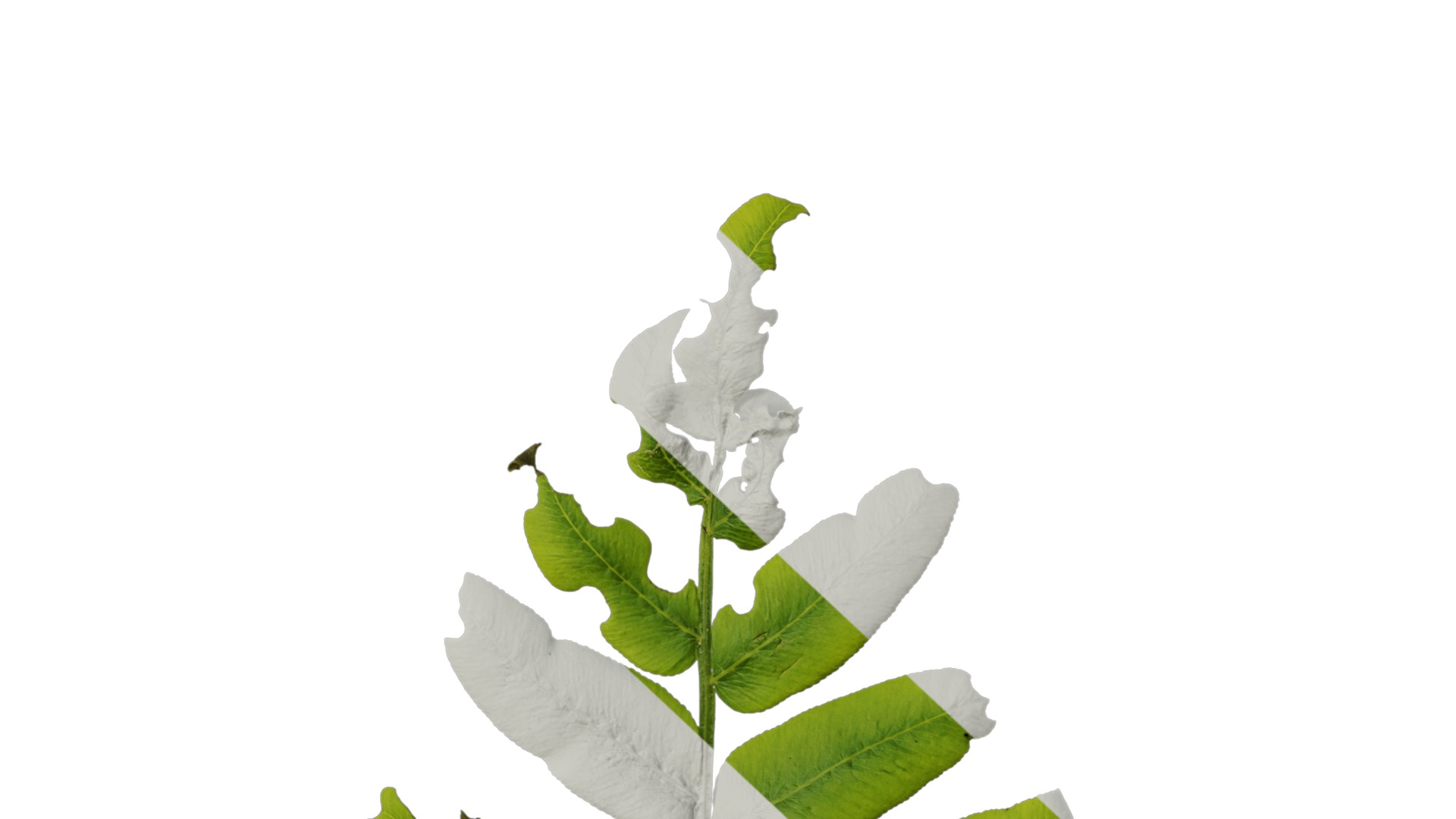 Anydrafts Osmunda japonica Atlas 04 Texture_7