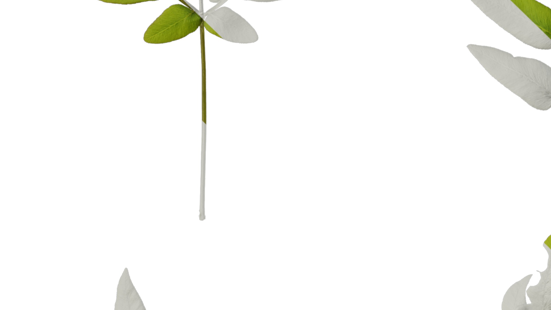 Anydrafts Osmunda japonica Atlas 04 Texture_3