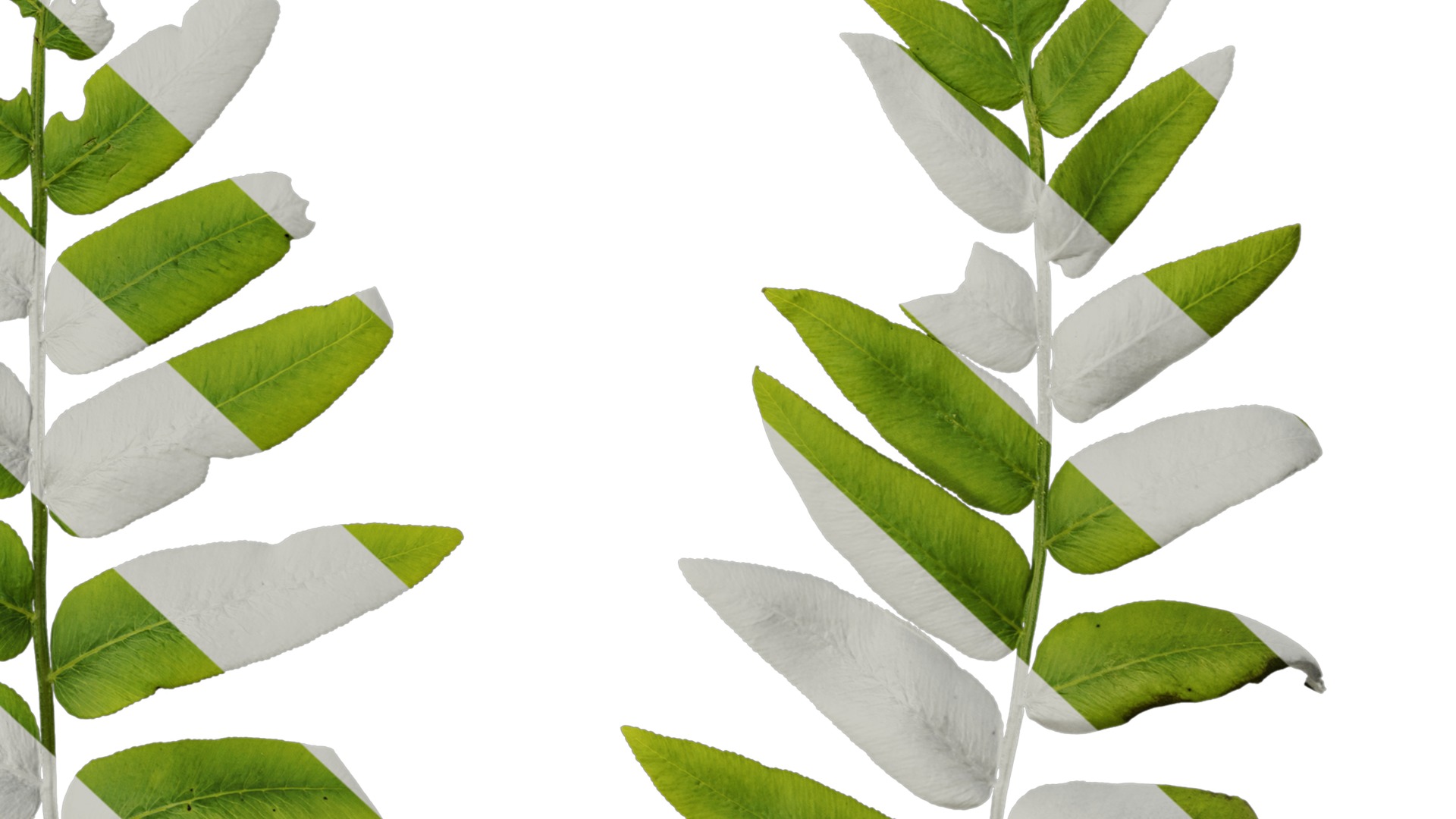 Anydrafts Osmunda japonica Atlas 04 Texture_6