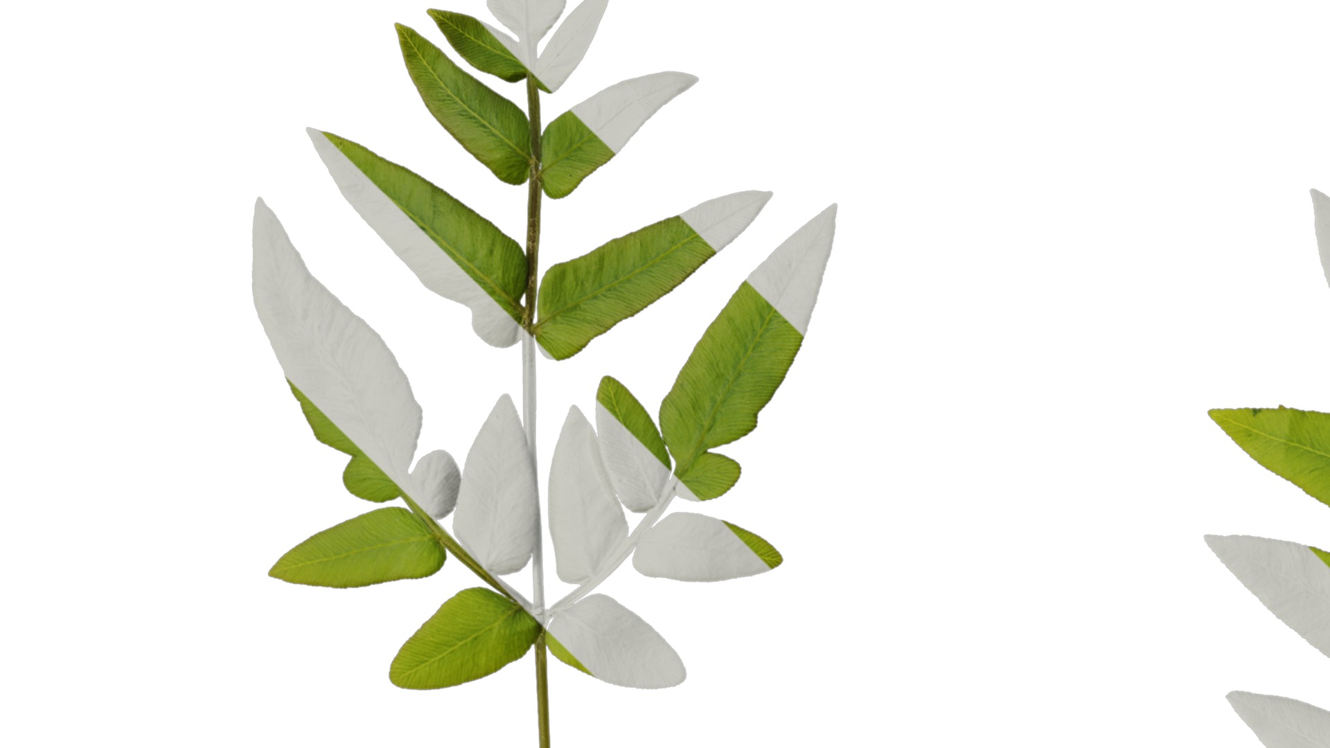 Anydrafts Osmunda japonica Atlas 04 Texture_1