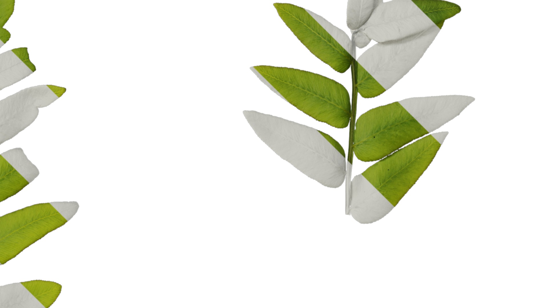 Anydrafts Osmunda japonica Atlas 04 Texture_2