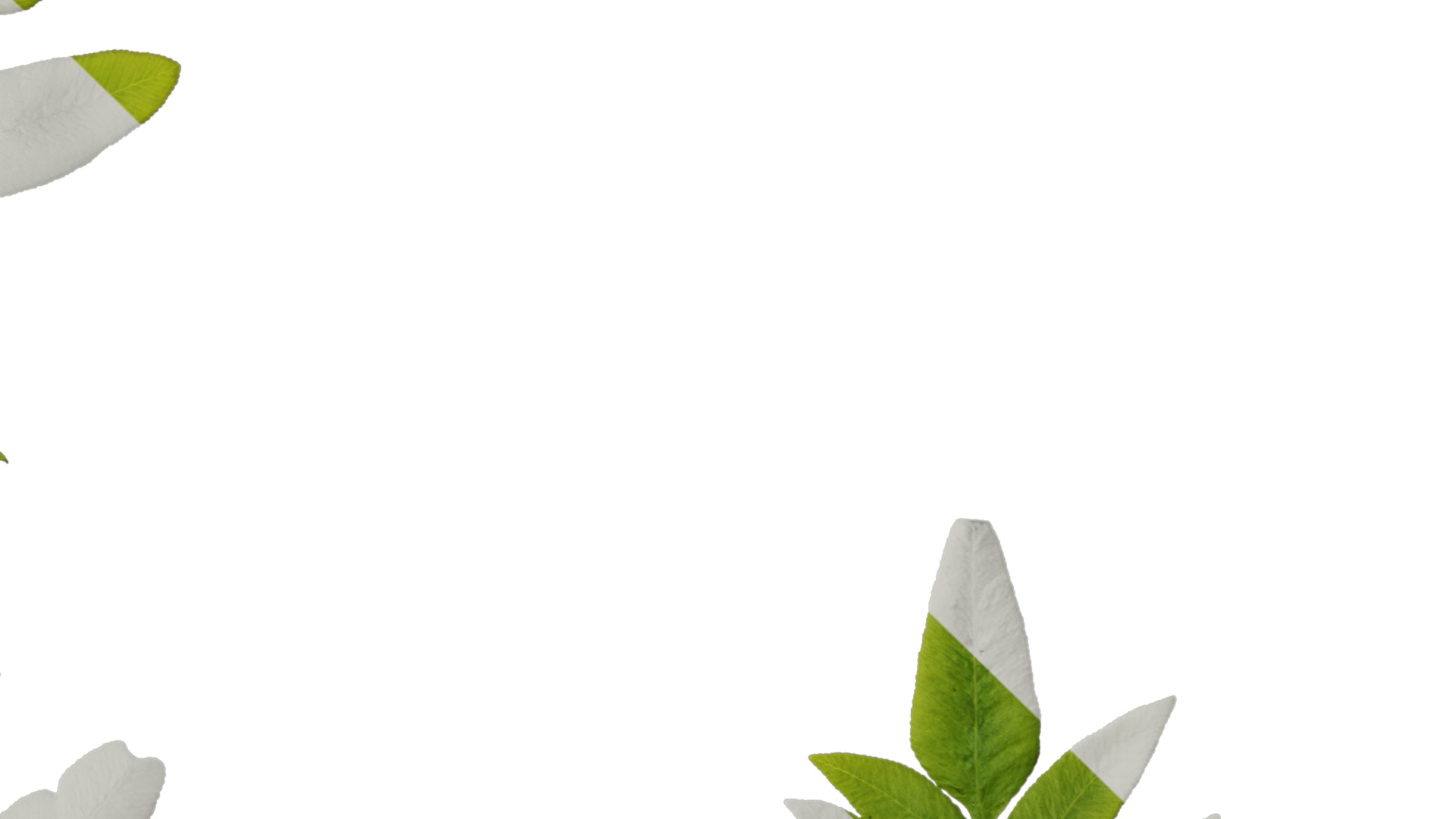 Anydrafts Osmunda japonica Atlas 04 Texture_4