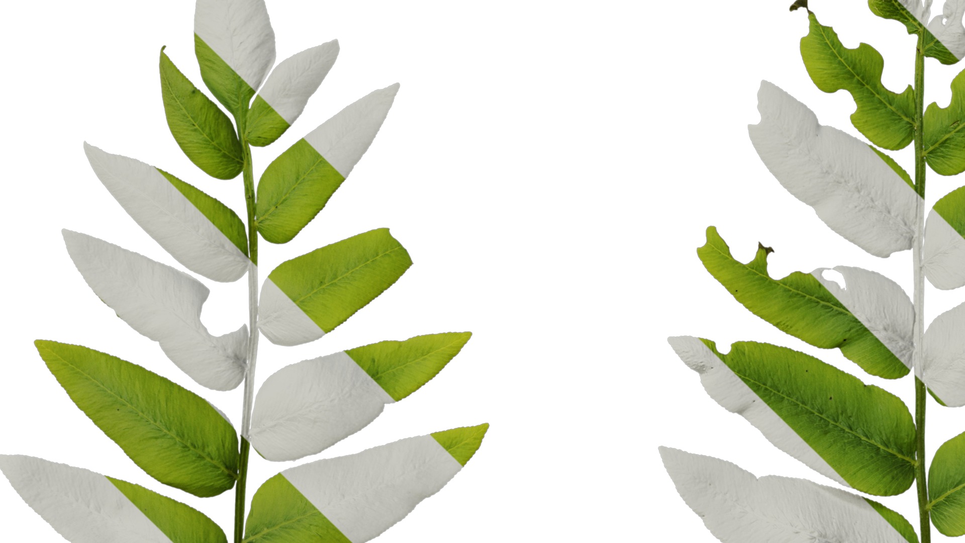 Anydrafts Osmunda japonica Atlas 04 Texture_5