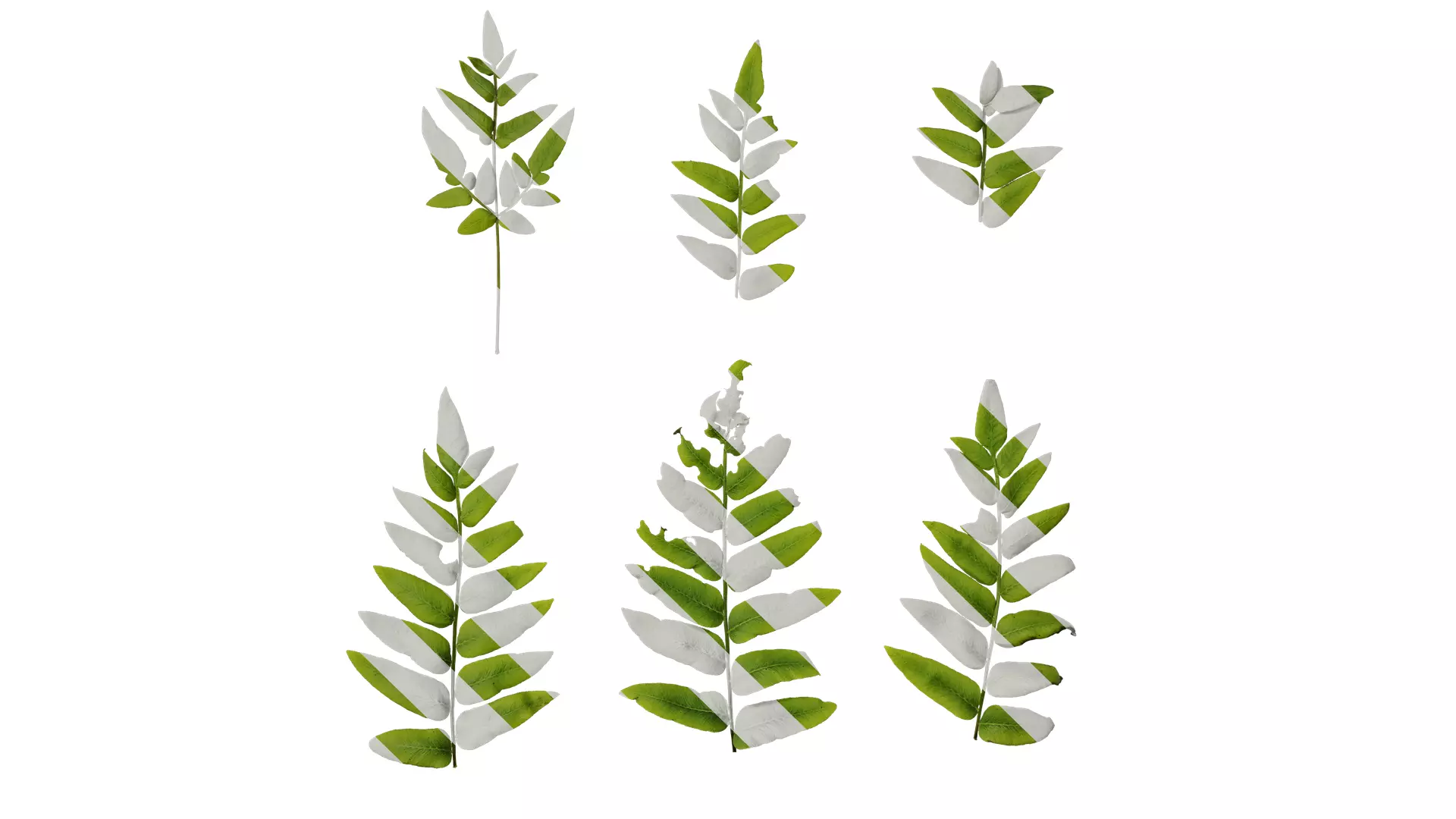 Anydrafts Osmunda japonica Atlas 04 Texture_0