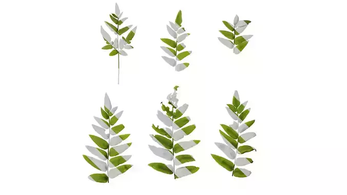 Anydrafts Osmunda japonica Atlas 04