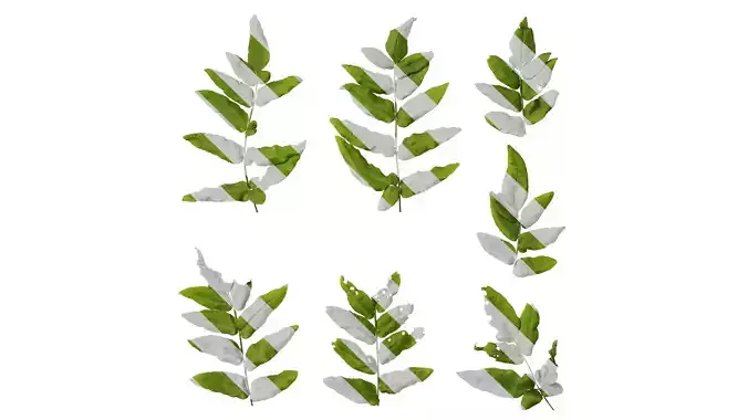 Anydrafts Osmunda japonica Atlas 05