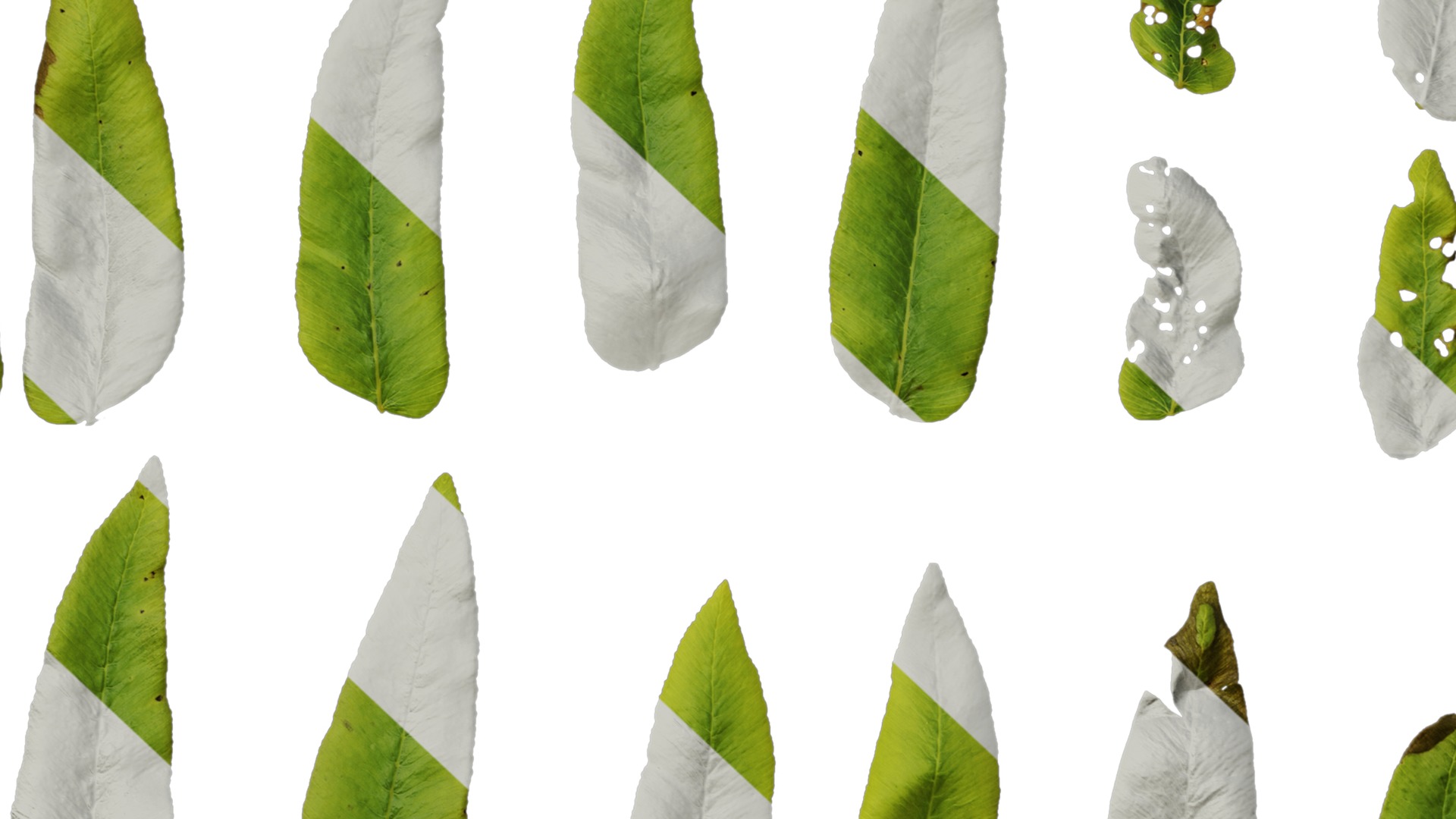 Anydrafts Osmunda japonica Leaf 01 Texture_7