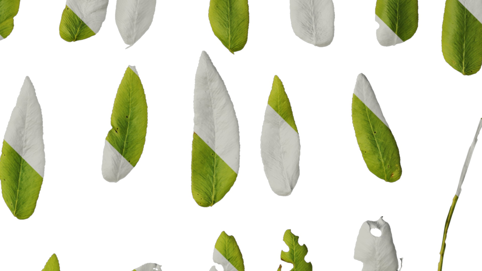 Anydrafts Osmunda japonica Leaf 01 Texture_2