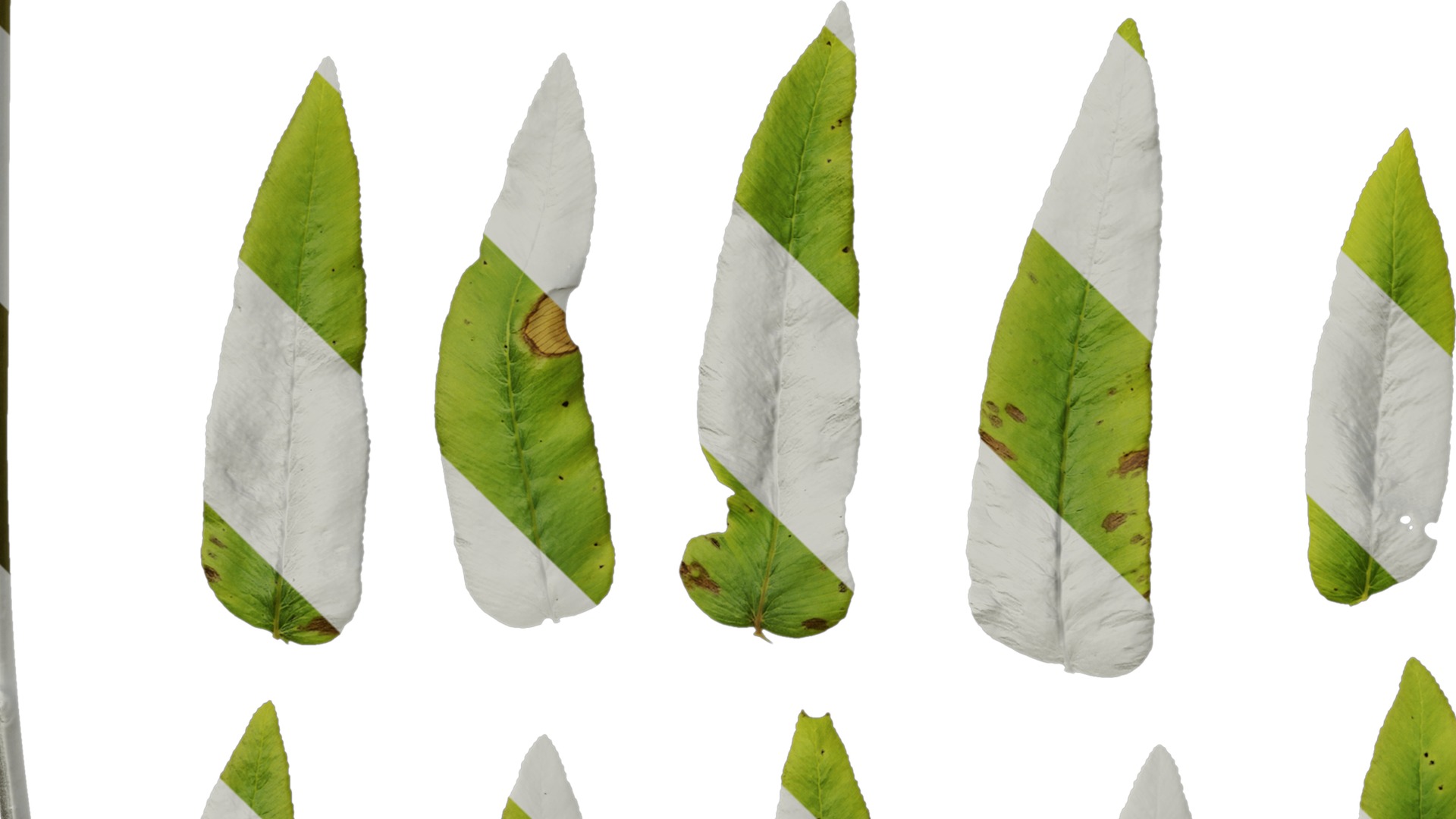 Anydrafts Osmunda japonica Leaf 01 Texture_5