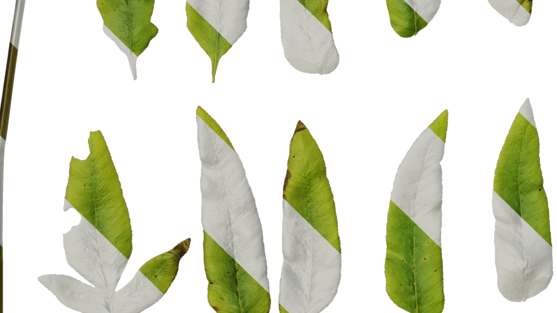 Anydrafts Osmunda japonica Leaf 01 Texture_3