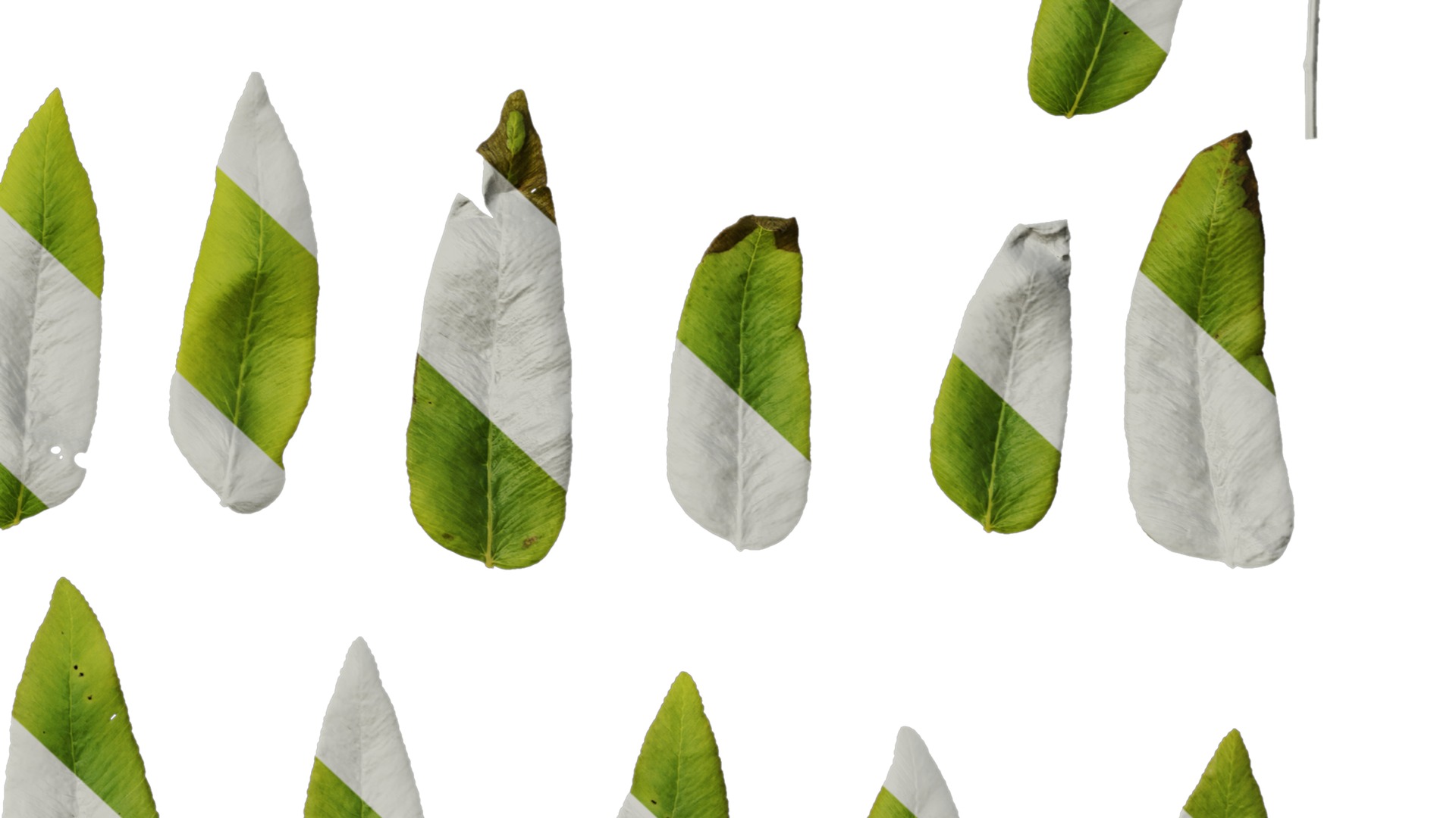 Anydrafts Osmunda japonica Leaf 01 Texture_6