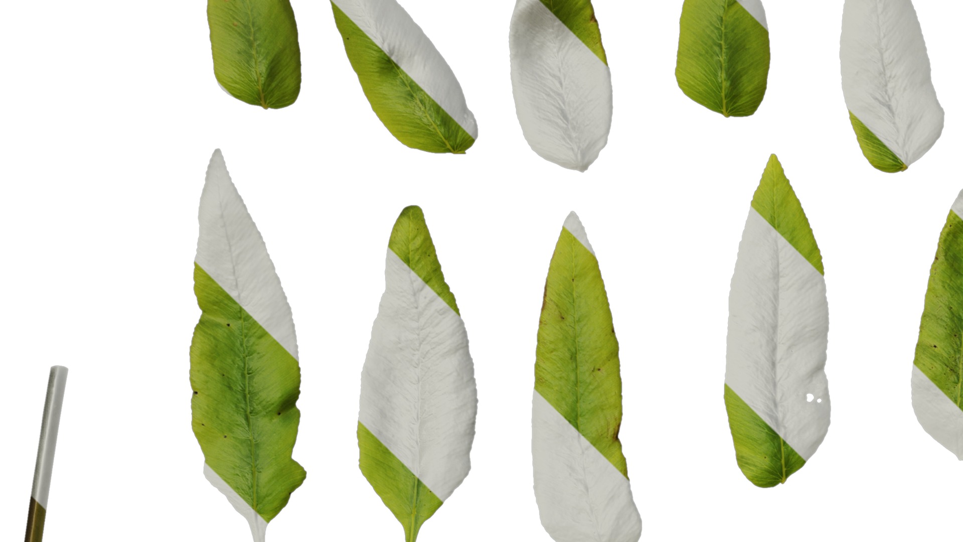 Anydrafts Osmunda japonica Leaf 01 Texture_1