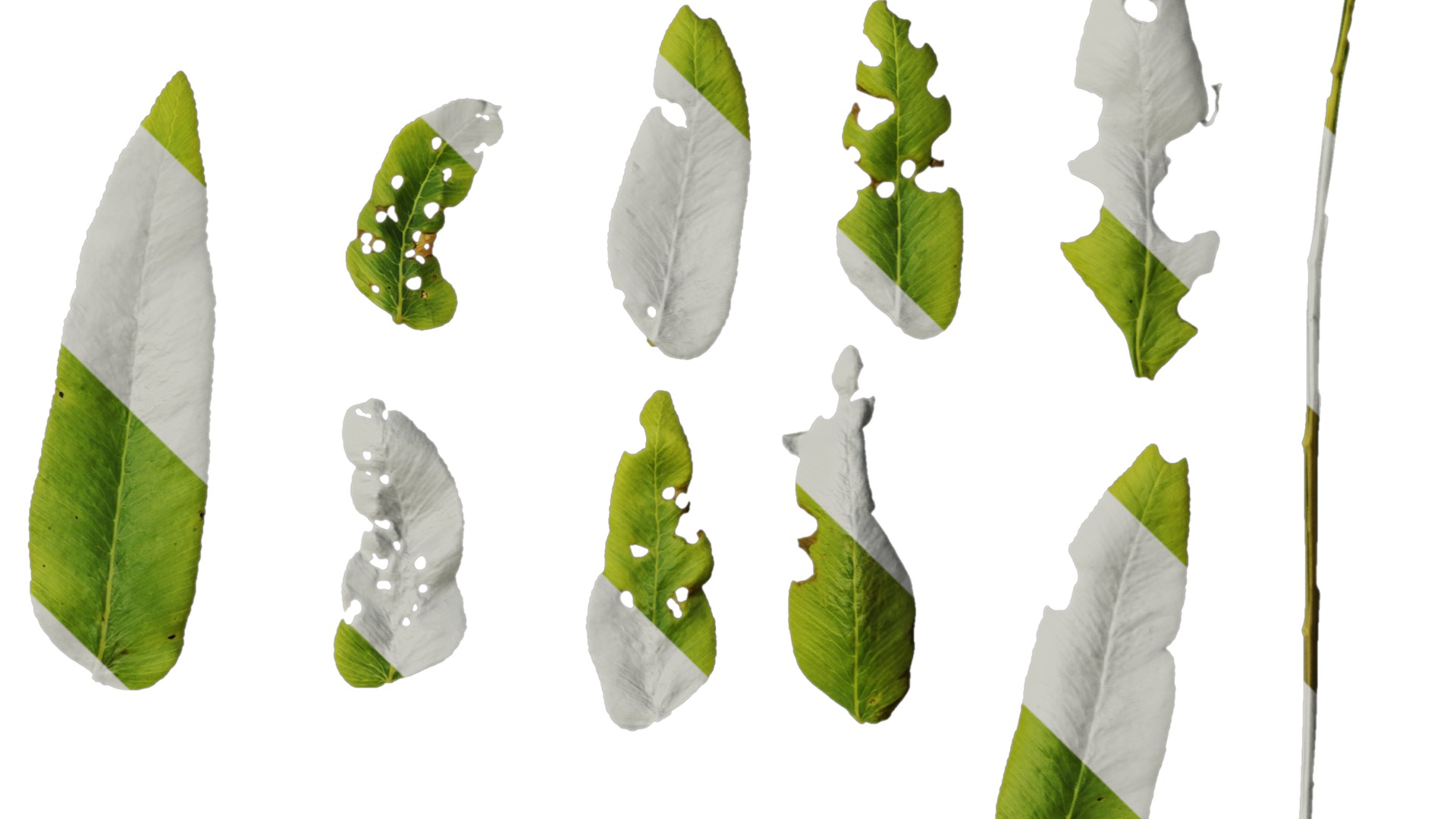 Anydrafts Osmunda japonica Leaf 01 Texture_4