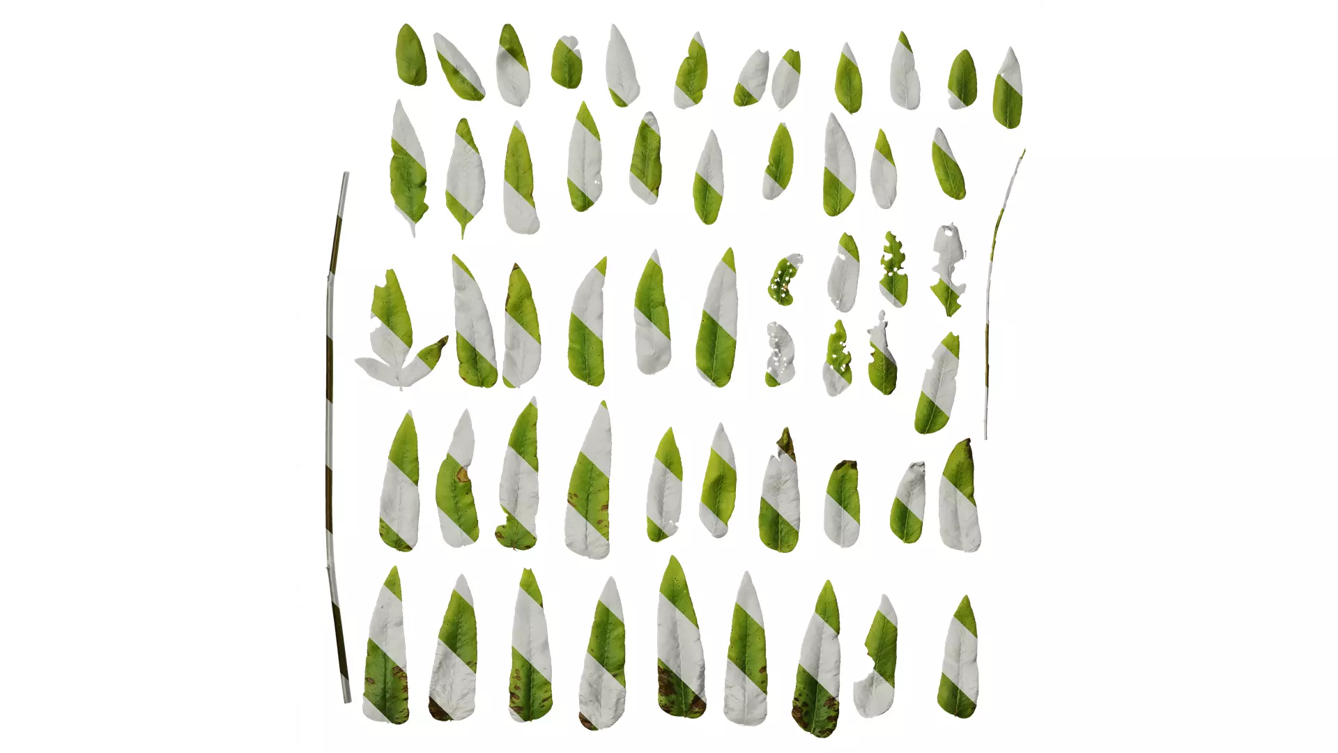 Anydrafts Osmunda japonica Leaf 01 Texture_0