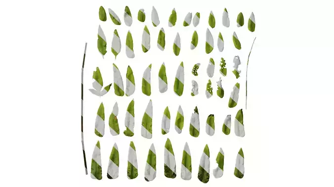 Anydrafts Osmunda japonica Leaf 01