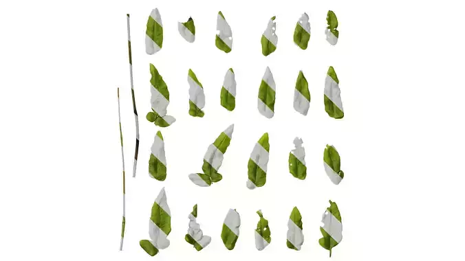 Anydrafts Osmunda japonica Leaf 02