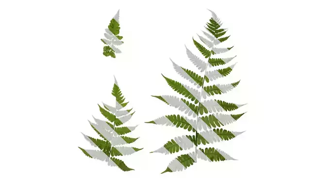 Anydrafts Parathelypteris glanduligera Atlas 02