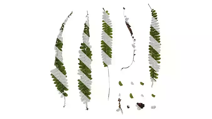 Anydrafts Polystichum craspedosorum Leaf 01 F