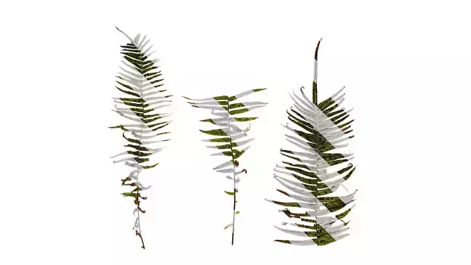 Anydrafts Pteris cretica Atlas 03