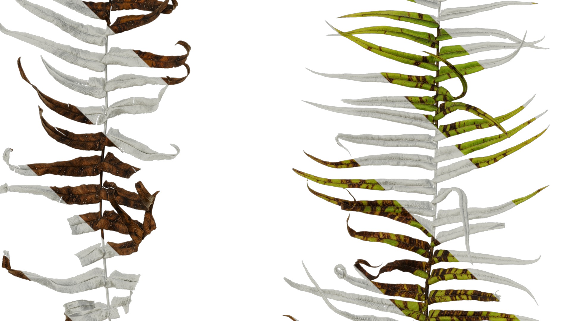 Anydrafts Pteris cretica Atlas 04 Texture_3