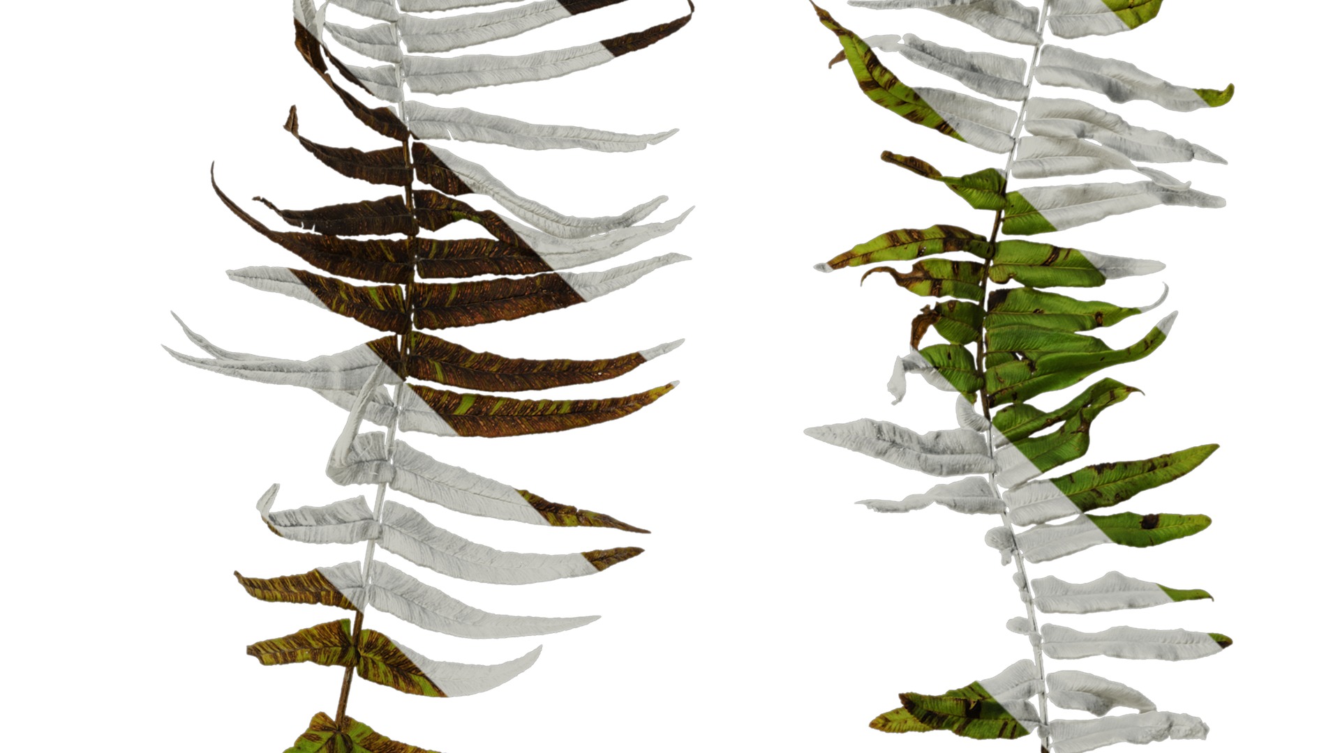 Anydrafts Pteris cretica Atlas 04 Texture_4