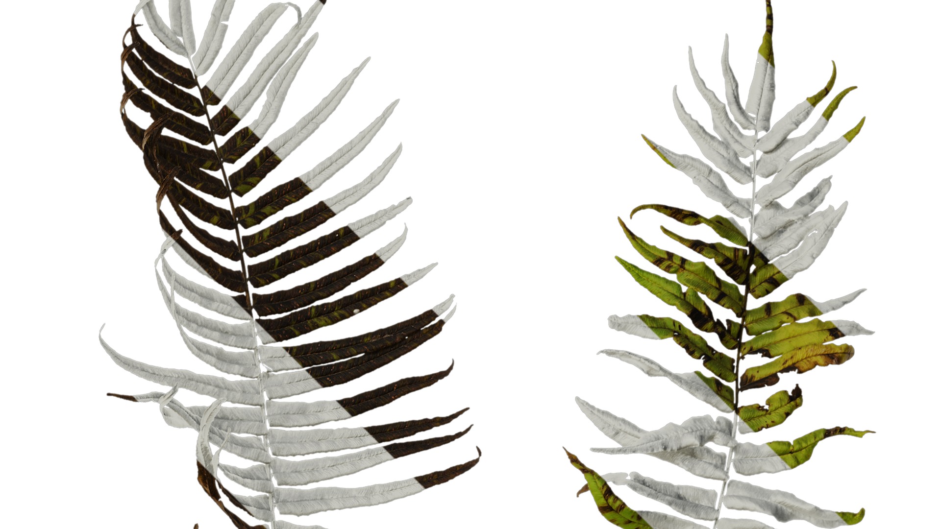 Anydrafts Pteris cretica Atlas 04 Texture_2