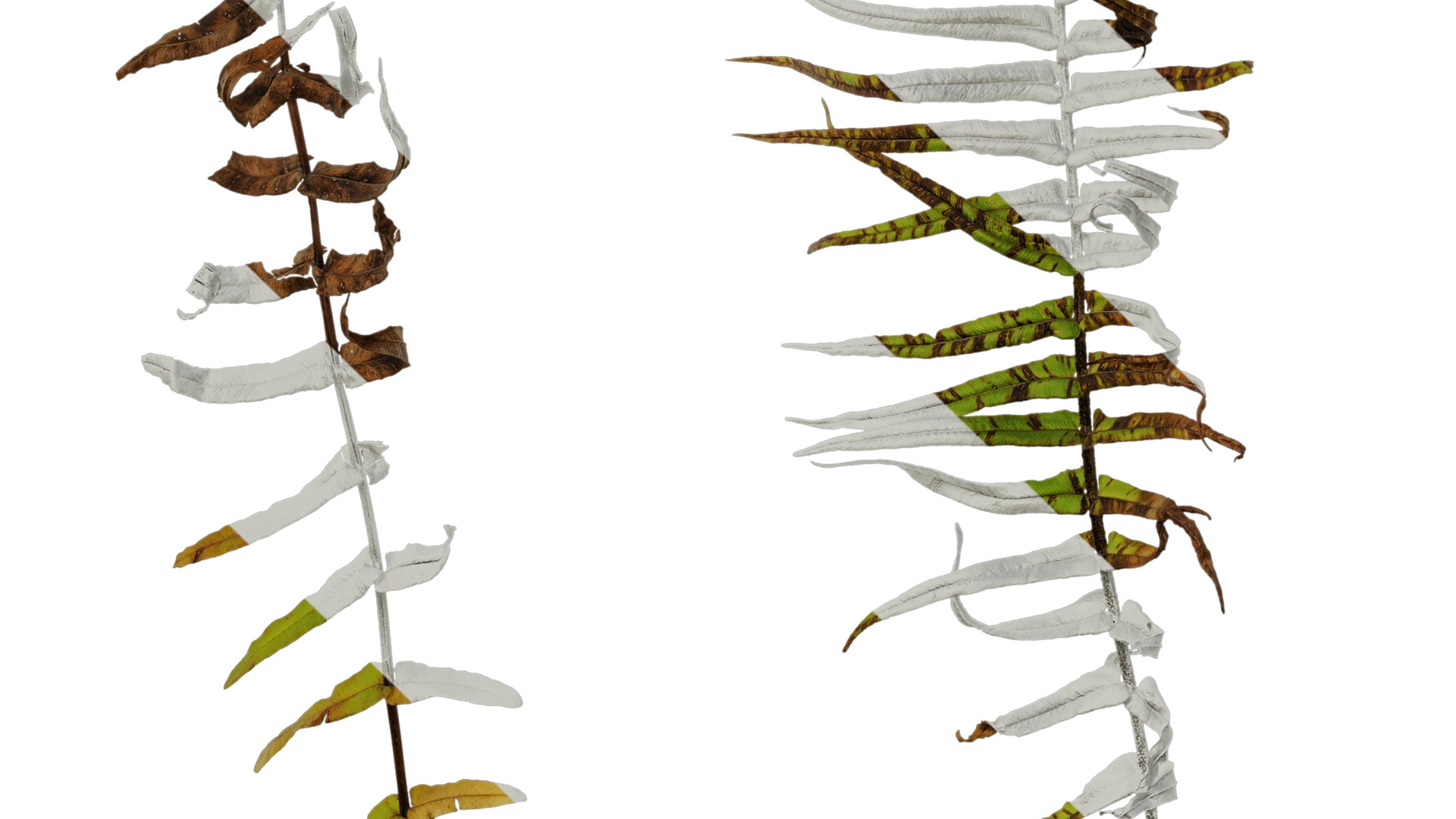 Anydrafts Pteris cretica Atlas 04 Texture_5