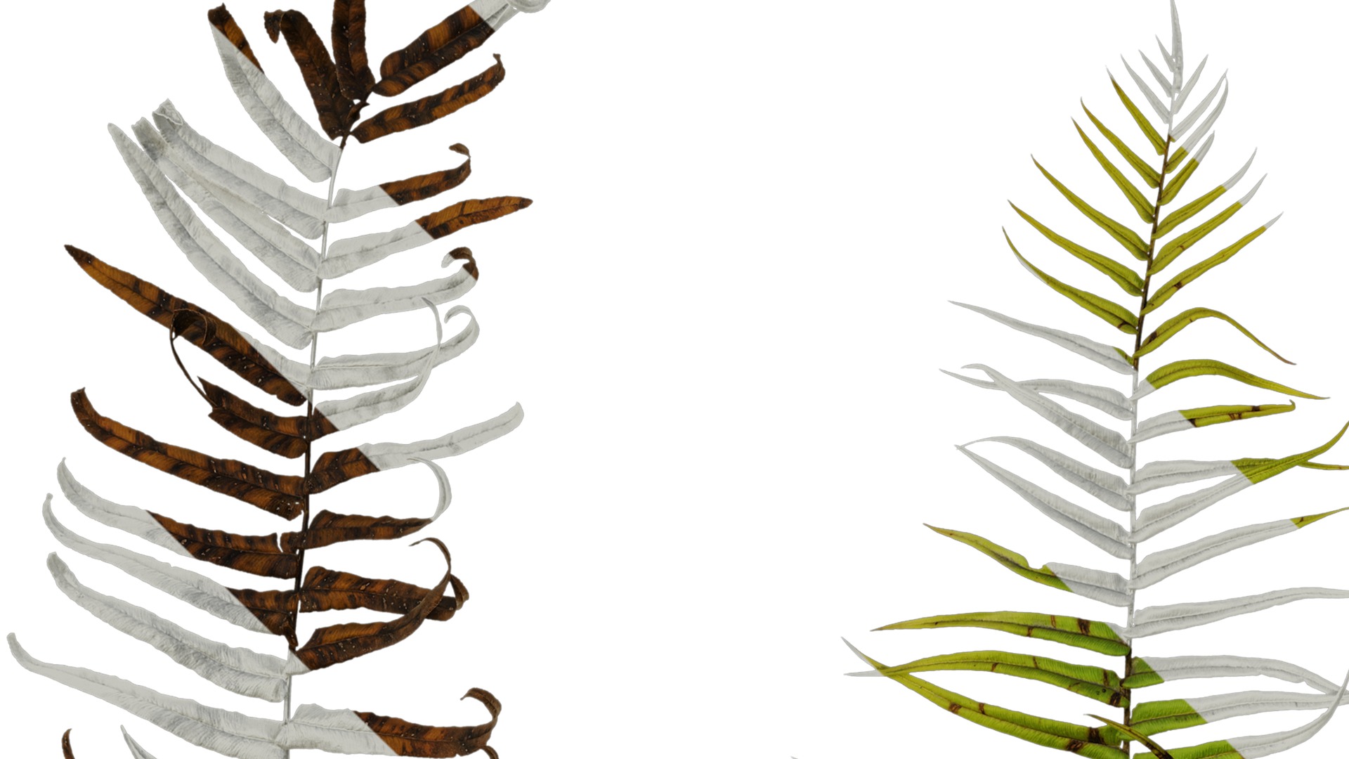 Anydrafts Pteris cretica Atlas 04 Texture_1