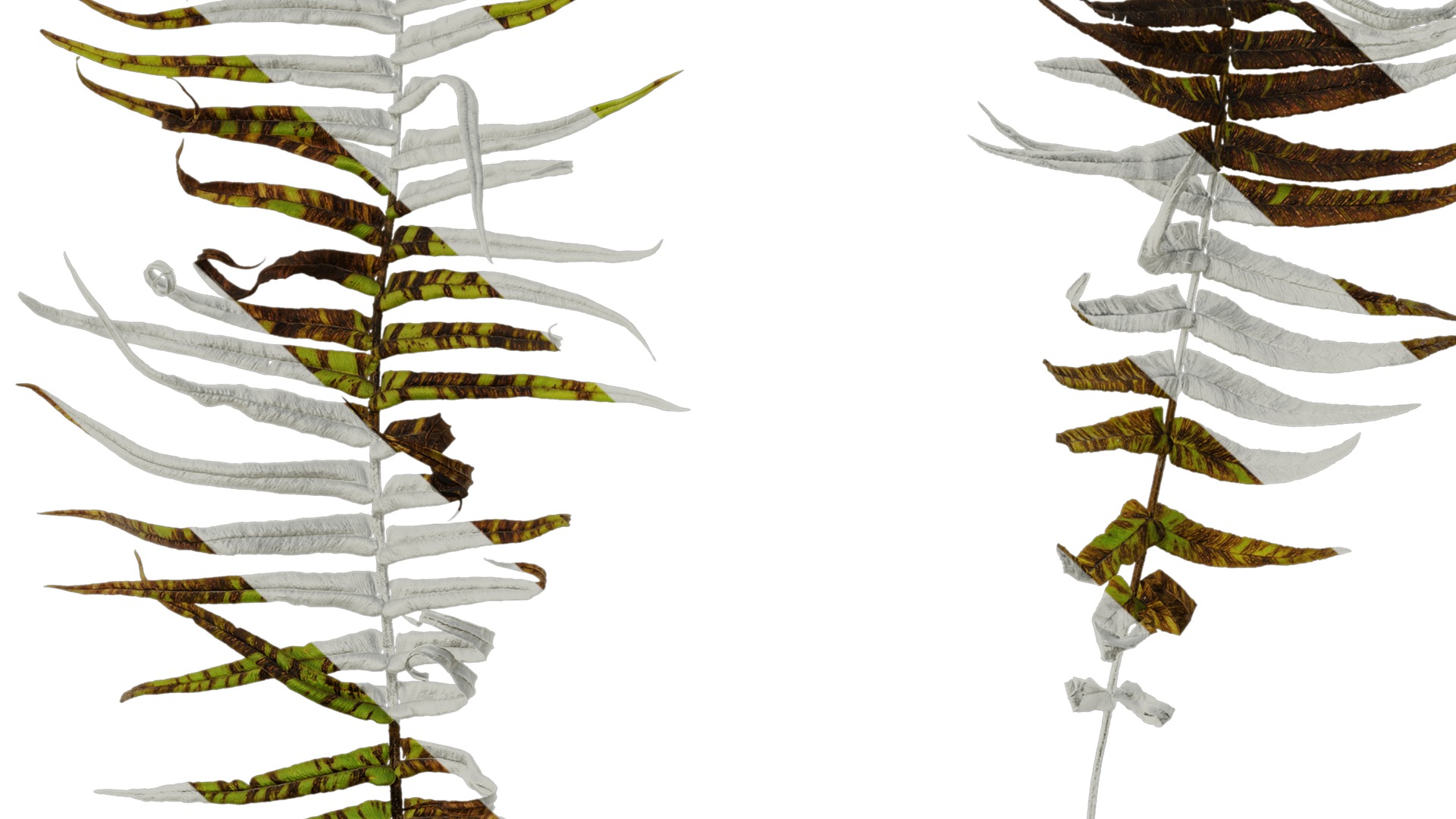 Anydrafts Pteris cretica Atlas 04 Texture_7