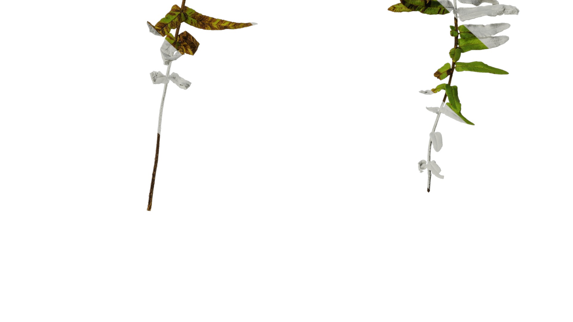 Anydrafts Pteris cretica Atlas 04 Texture_6