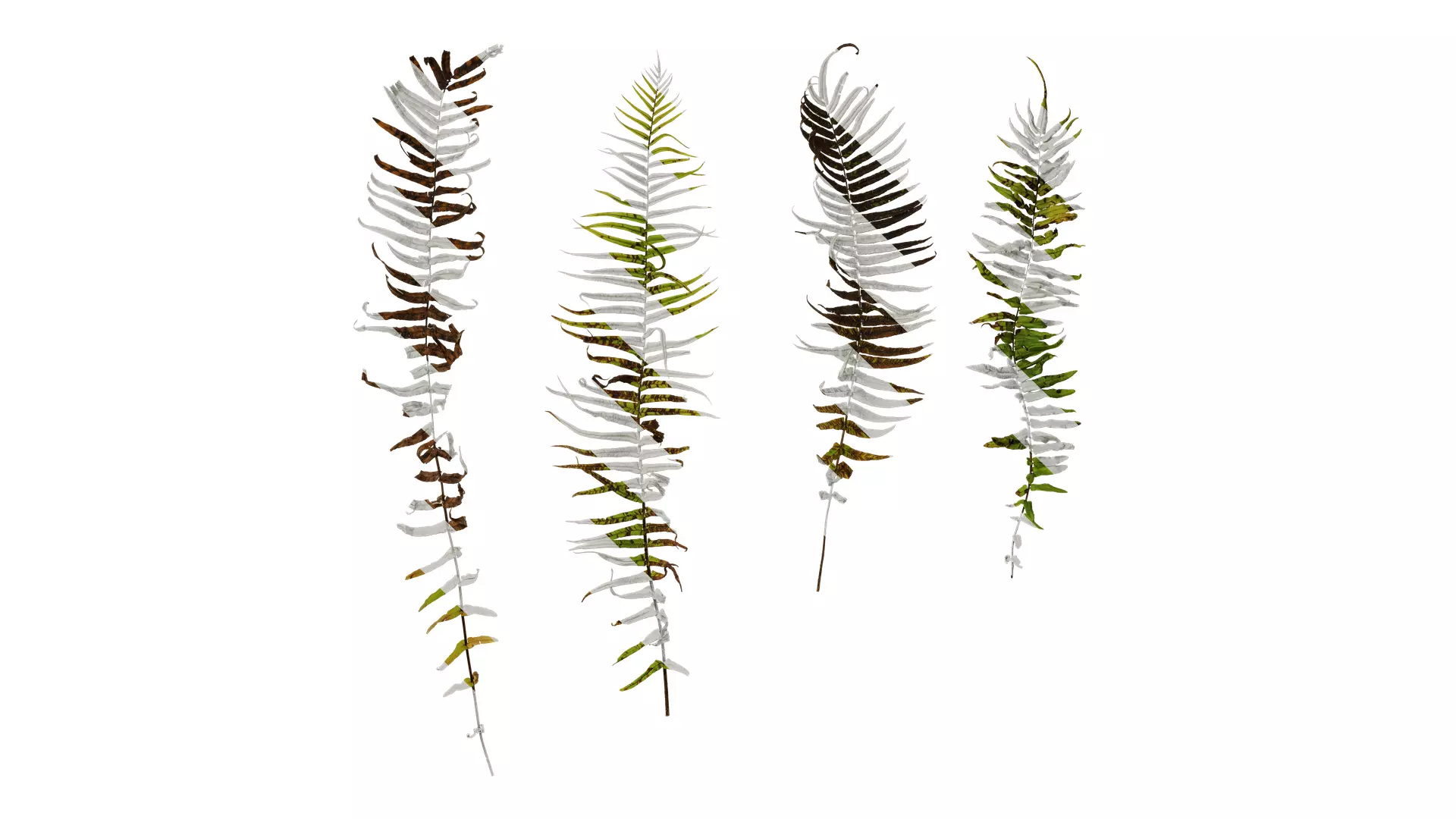 Anydrafts Pteris cretica Atlas 04 Texture_0