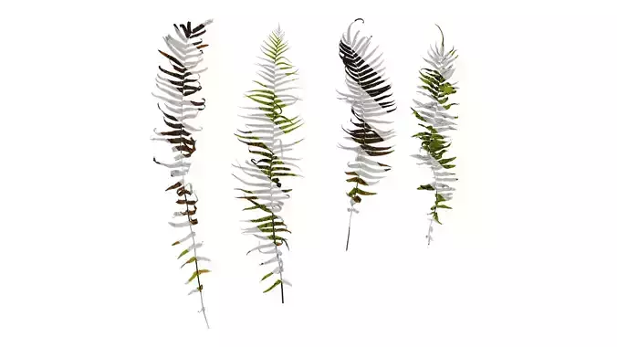 Anydrafts Pteris cretica Atlas 04