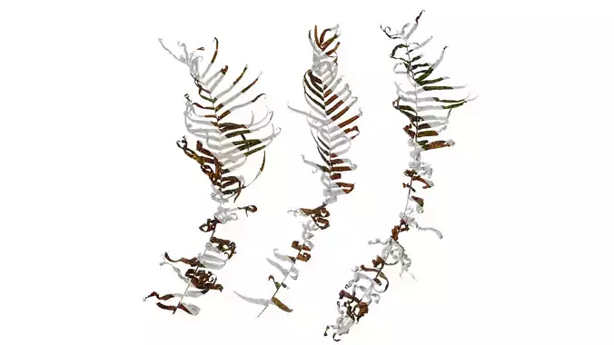 Anydrafts Pteris cretica Atlas 05