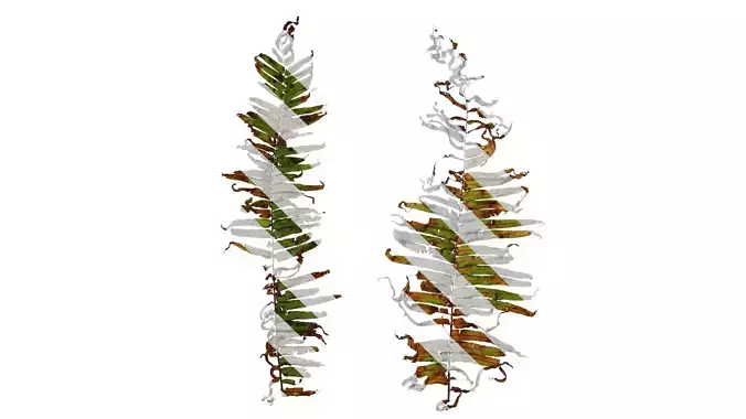 Anydrafts Pteris cretica Atlas 07