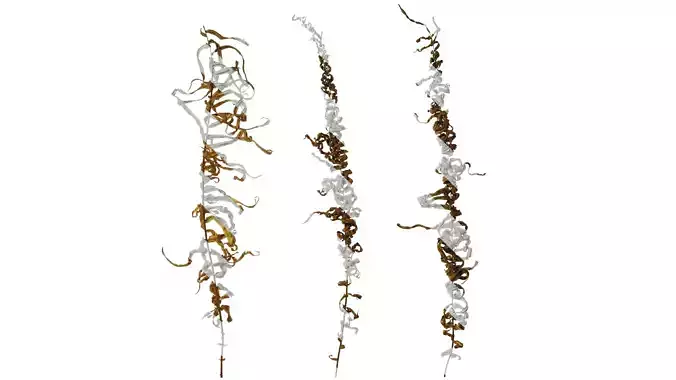 Anydrafts Pteris cretica Atlas 11