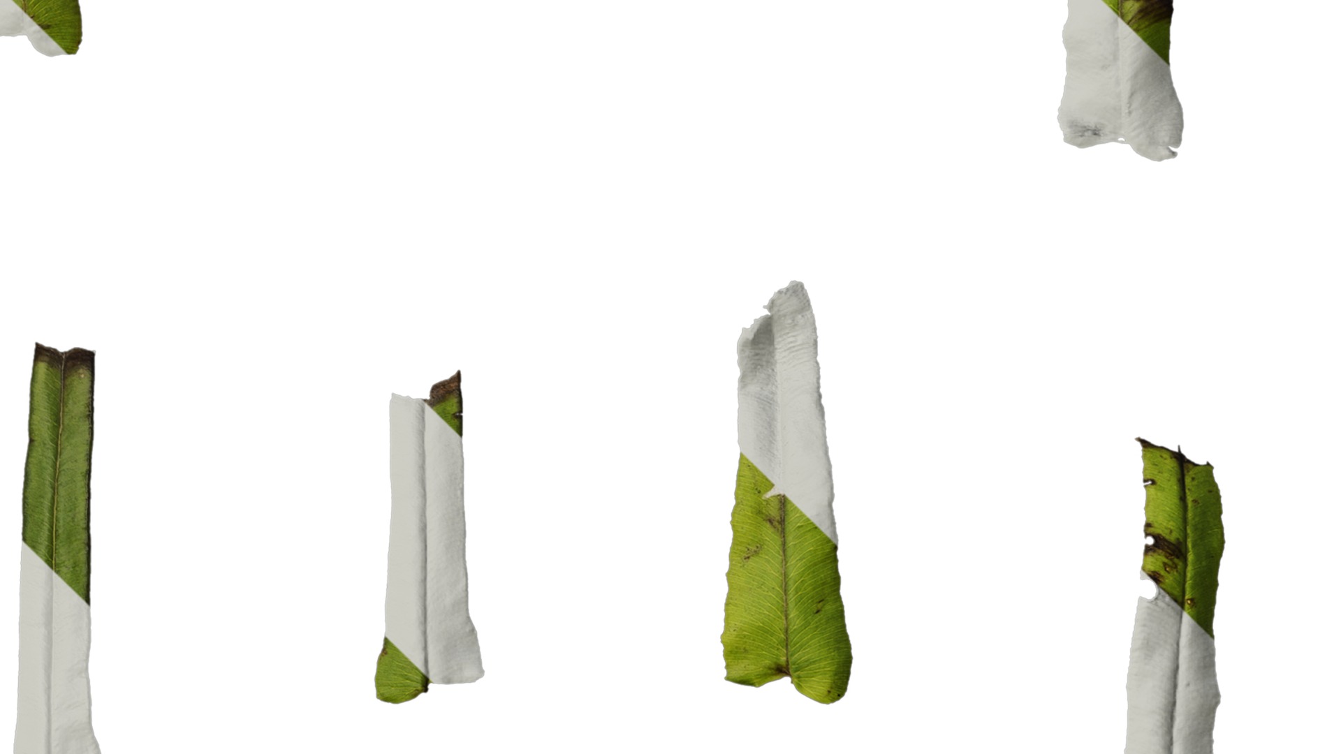 Anydrafts Pteris cretica Leaf 02 Texture_4