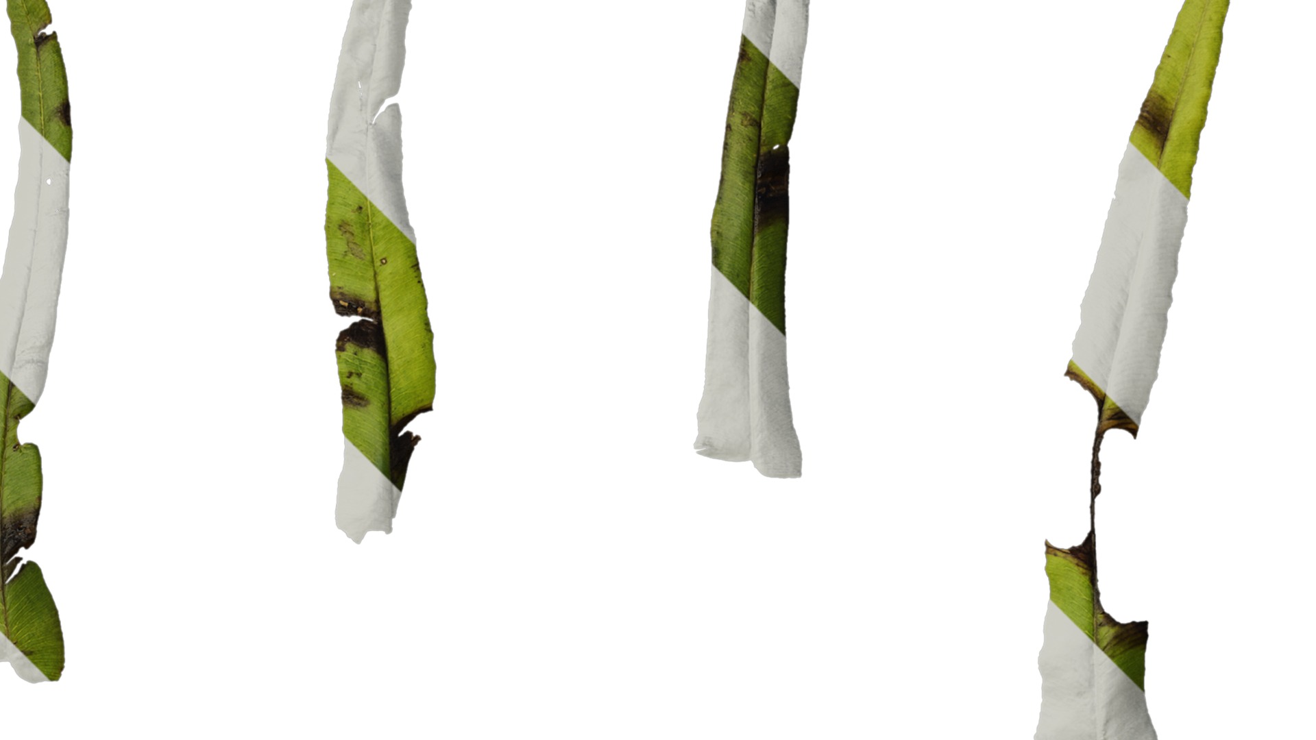 Anydrafts Pteris cretica Leaf 02 Texture_2