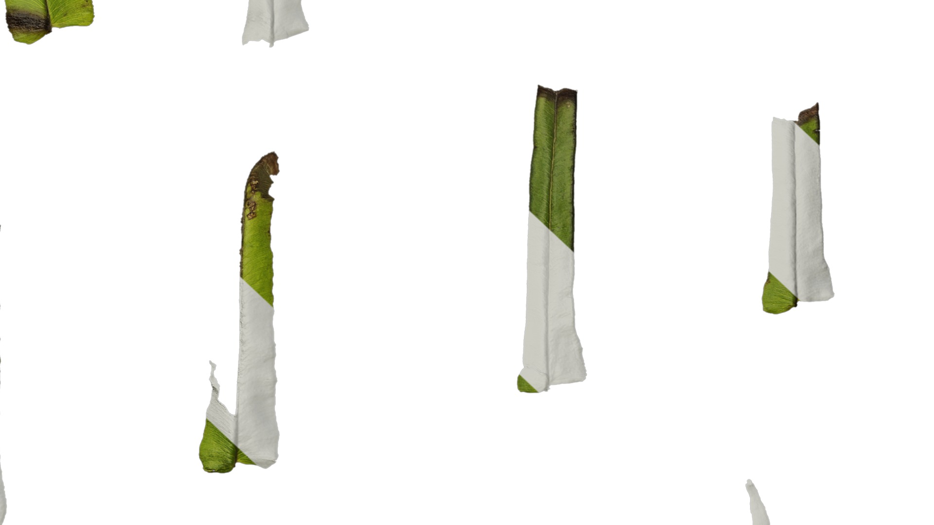 Anydrafts Pteris cretica Leaf 02 Texture_7