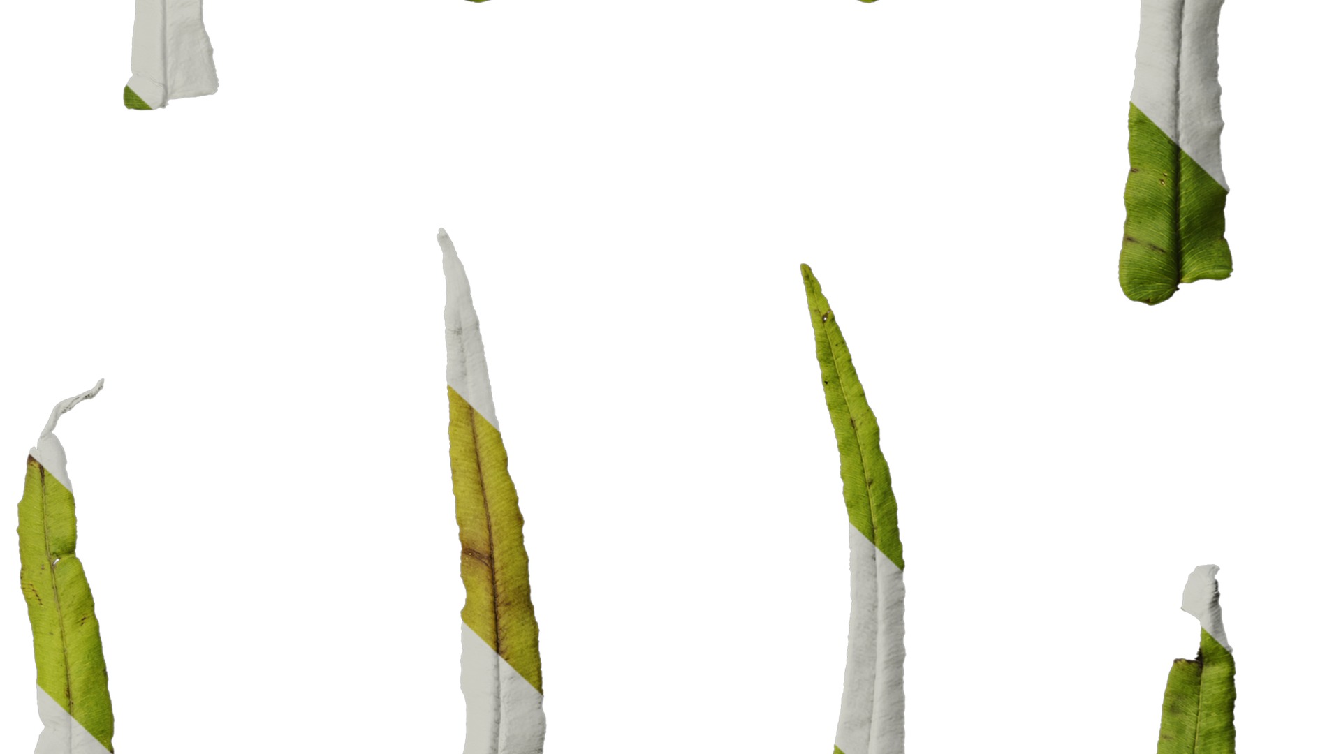 Anydrafts Pteris cretica Leaf 02 Texture_6