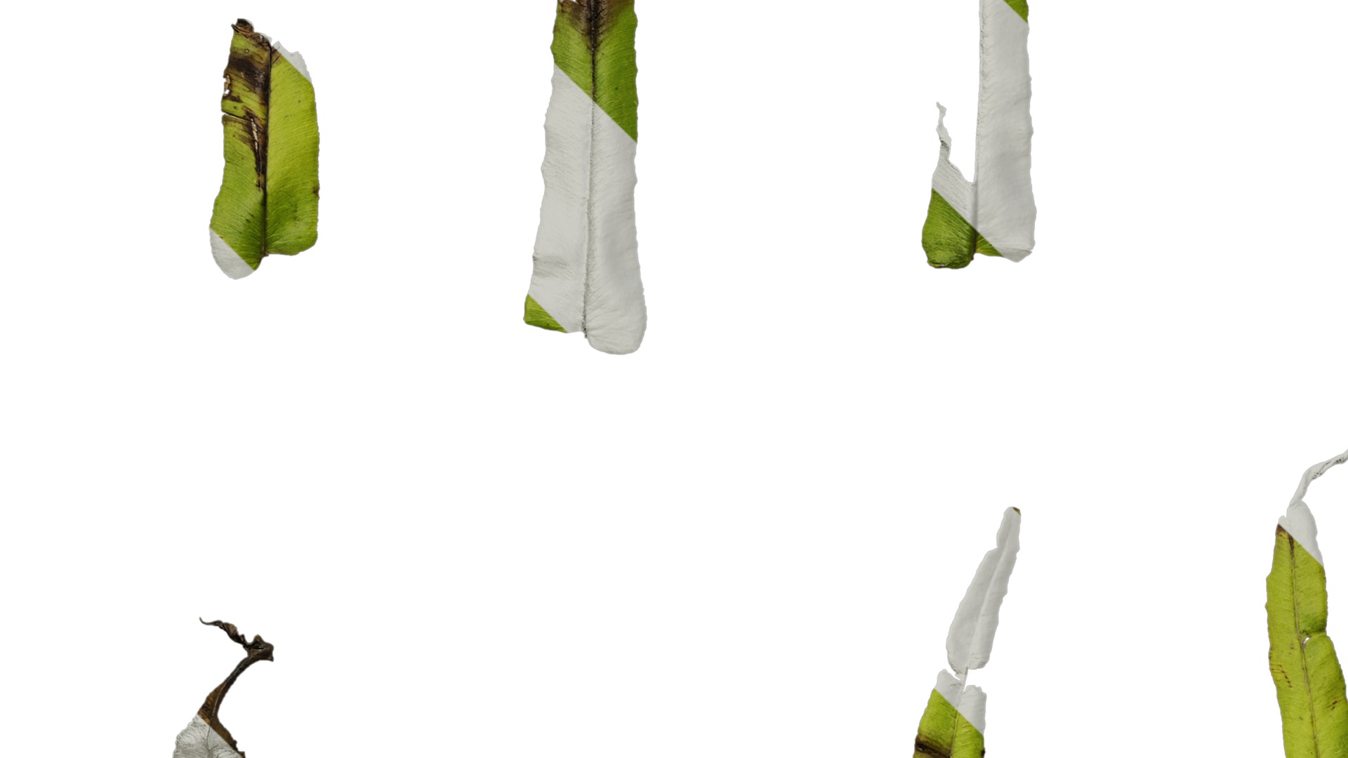 Anydrafts Pteris cretica Leaf 02 Texture_5