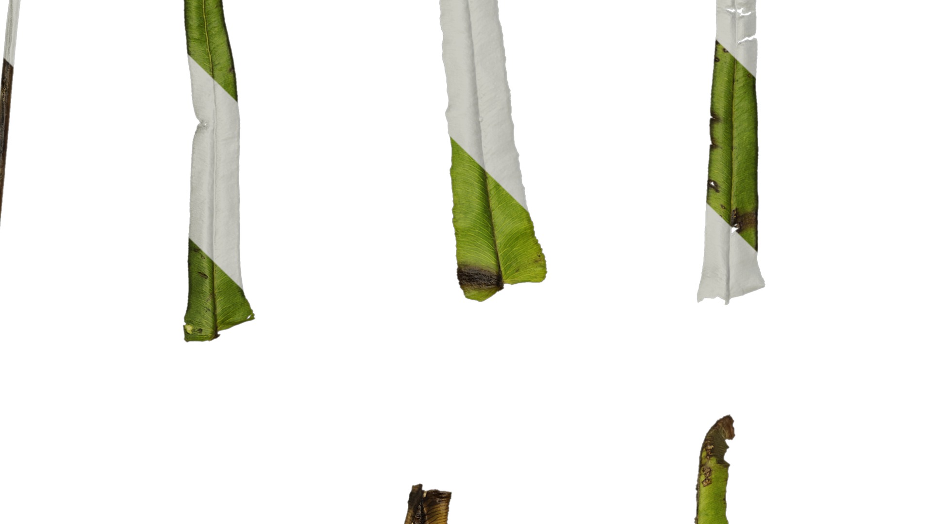 Anydrafts Pteris cretica Leaf 02 Texture_3