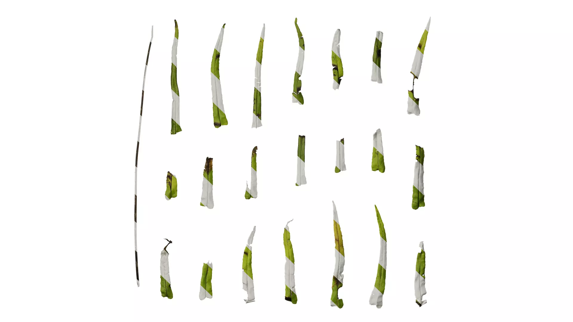 Anydrafts Pteris cretica Leaf 02 Texture_0