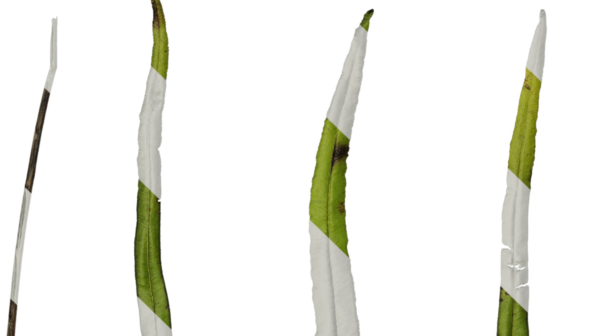 Anydrafts Pteris cretica Leaf 02 Texture_1