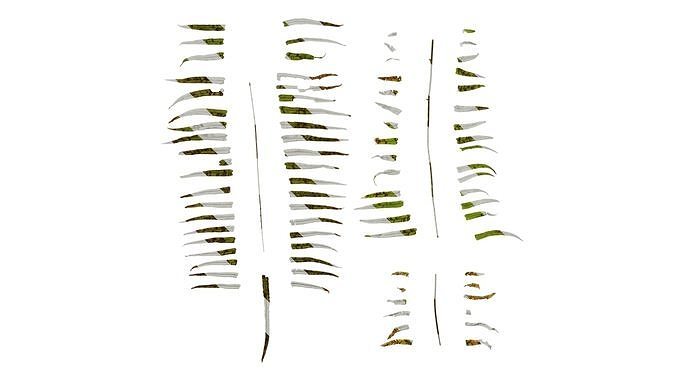 Anydrafts Pteris cretica Leaf 07 Texture