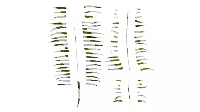 Anydrafts Pteris cretica Leaf 07